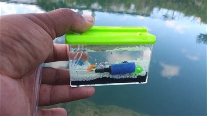 Discovering The Tiny Marvels: The Smallest Fish In The World
