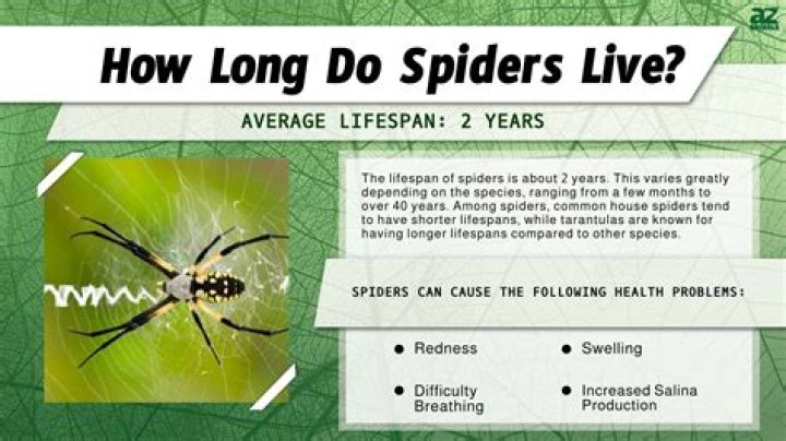 How Long Do Spiders Stay Pregnant: The Ultimate Guide