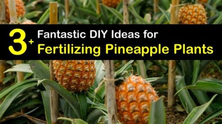 Ultimate Guide To Pineapple Plant Fertilizer: Nurturing Your Tropical Treat