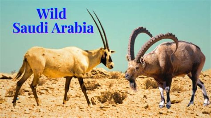 Uncover The Extraordinary Life Of Saudi Arabia's Queen