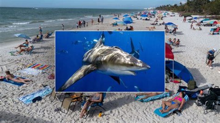 Unraveling The Enigma Of Honolulu Shark Attacks: Discoveries And Insights