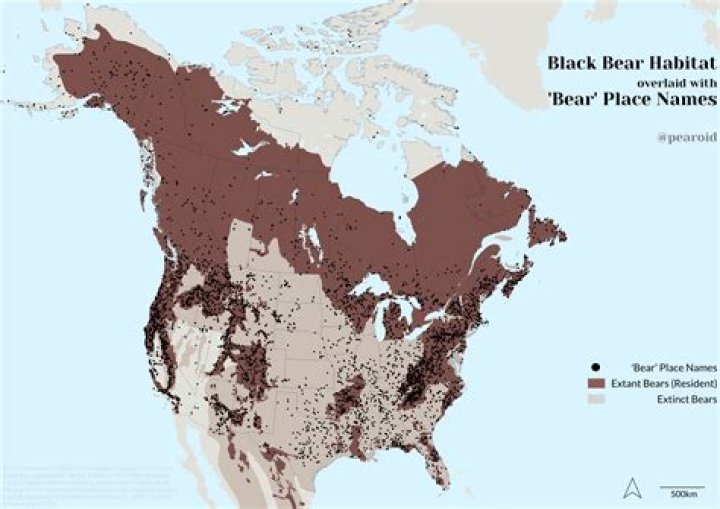 Unveil The Secrets Of The Black Bear Phase: Discoveries And Insights Revealed